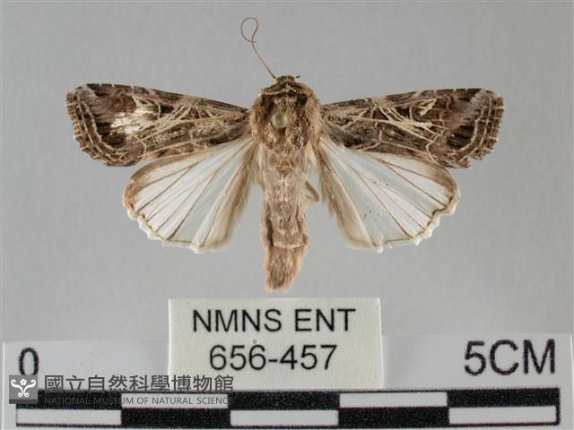 斜紋夜盜蛾藏品圖，第1張