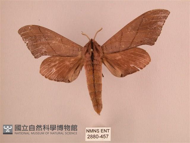 直翅六點天蛾藏品圖，第1張