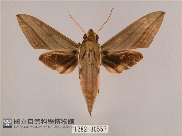 背帶斜紋天蛾藏品圖，第1張