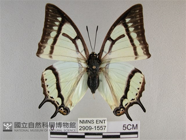 小雙尾蛺蝶藏品圖，第1張