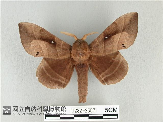 松大毛蟲藏品圖，第1張