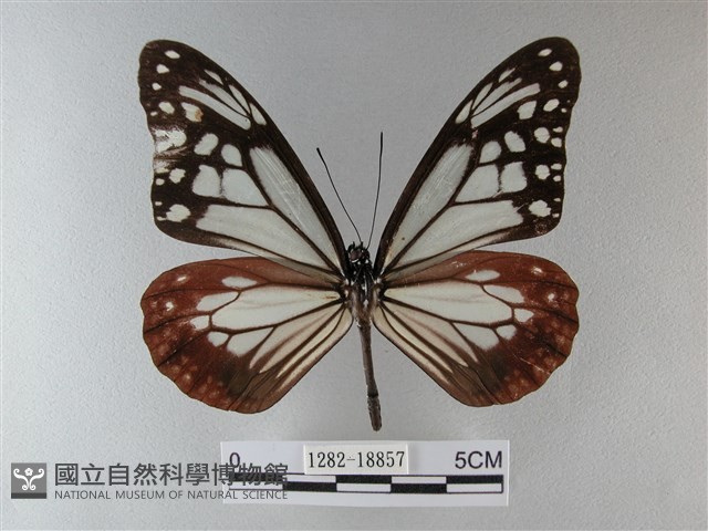大絹斑蝶藏品圖，第1張