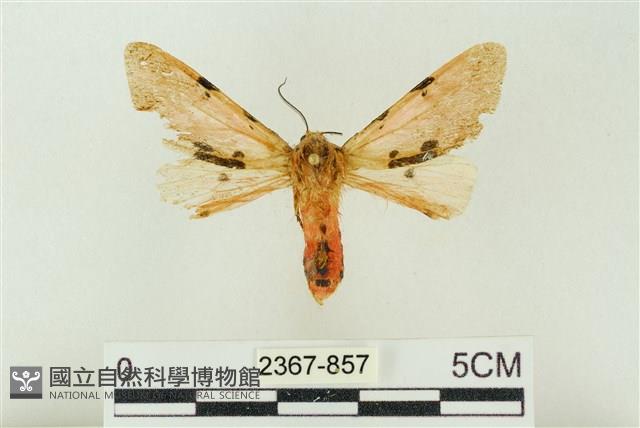 棍棒污燈蛾藏品圖，第1張