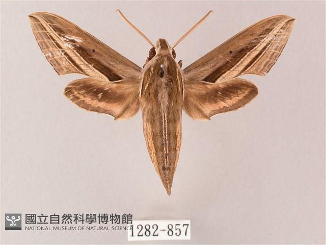 雙線條紋天蛾藏品圖，第1張