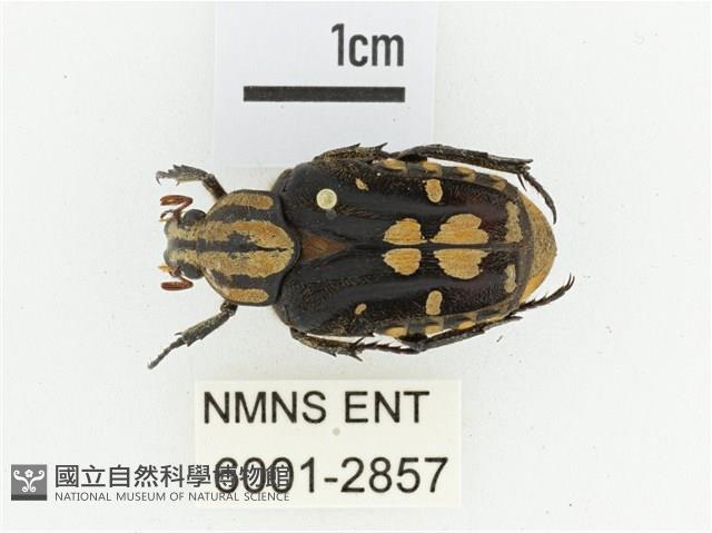 黃斑陷紋金龜藏品圖，第1張