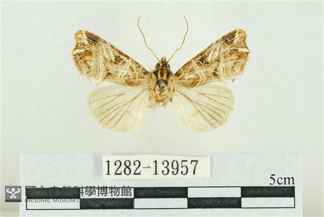 紅暈散紋夜蛾藏品圖，第1張