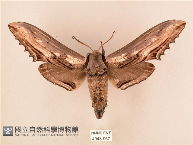 臺灣鋸翅天蛾藏品圖，第1張