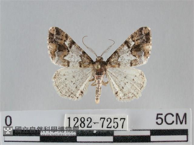 雙峰霜尺蛾藏品圖，第1張