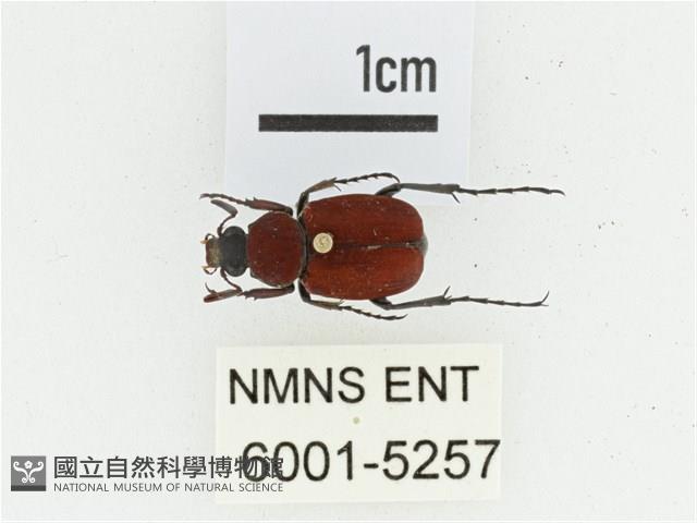 血紅虎斑花金龜藏品圖，第1張