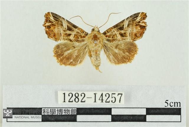 紅暈散紋夜蛾藏品圖，第1張