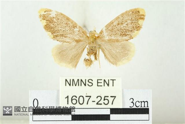 黑翅黃毒蛾藏品圖，第1張