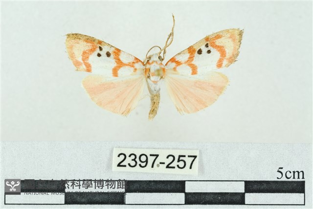 臺雪苔蛾藏品圖，第1張