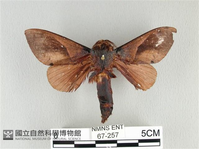 大褐斑枯葉蛾藏品圖，第1張