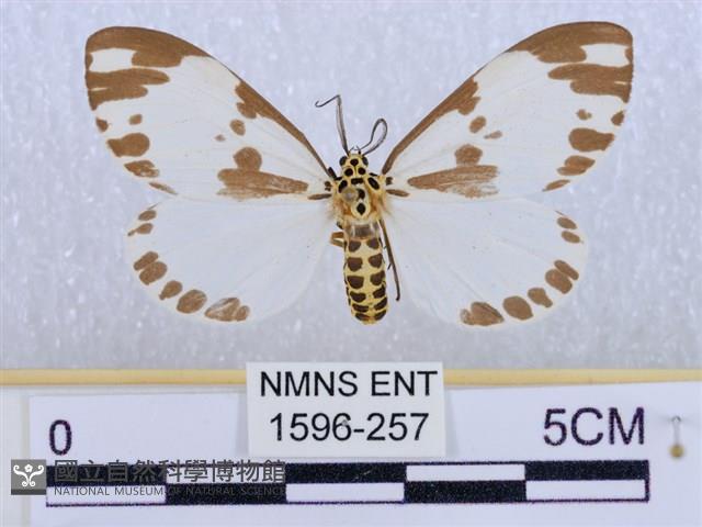 後凸蝶燈蛾藏品圖，第1張