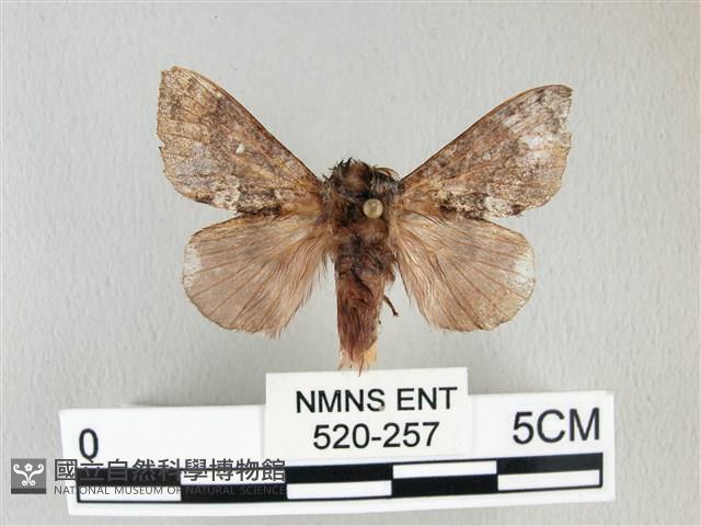 銀肩枯葉蛾藏品圖，第1張