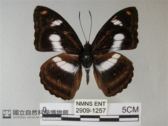 雙色帶蛺蝶藏品圖，第1張
