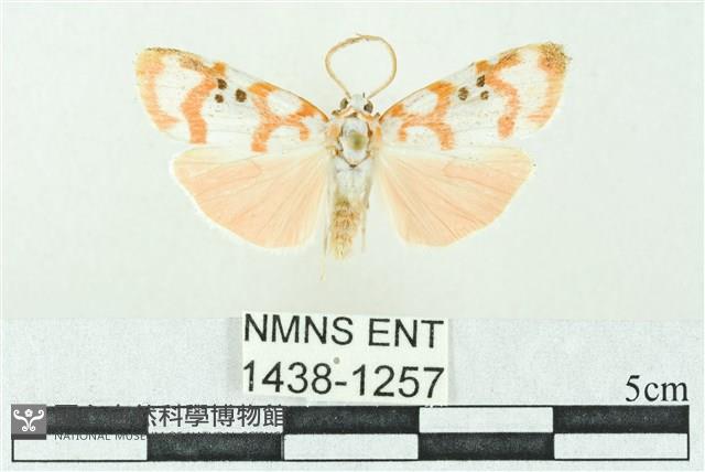 臺雪苔蛾藏品圖，第1張