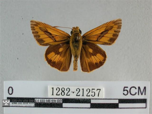 竹橙斑弄蝶藏品圖，第1張