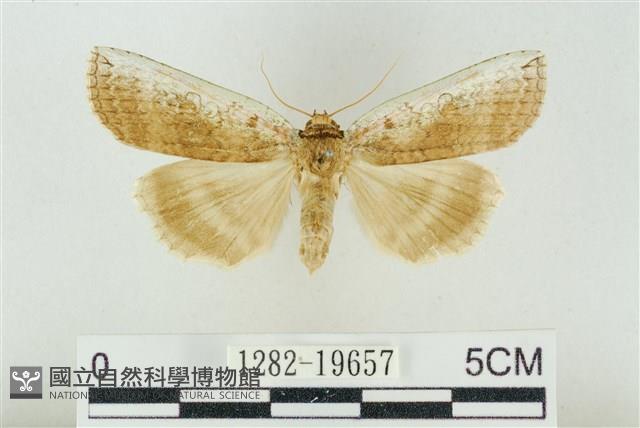 臺洒波紋蛾藏品圖，第1張