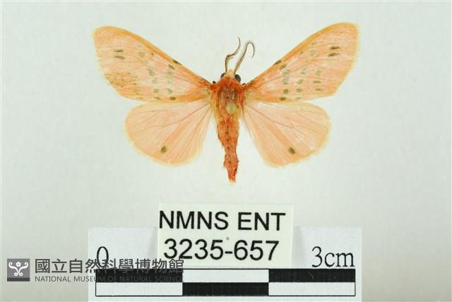 三條橙燈蛾藏品圖，第1張