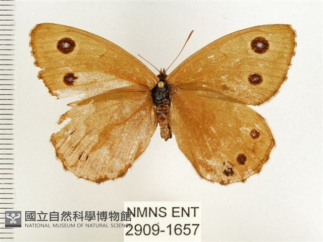 永澤蛇眼蝶藏品圖，第1張