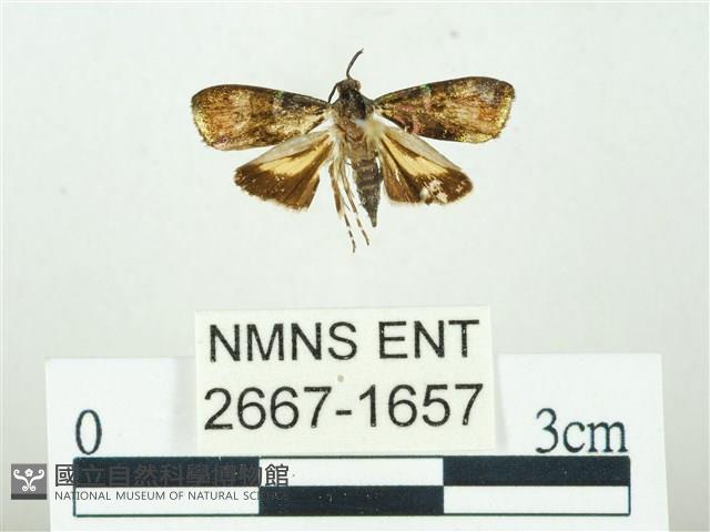 叉紋閃舞蛾藏品圖，第1張