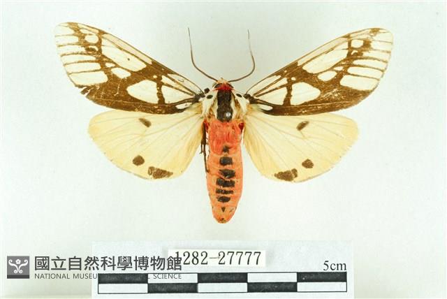 乳白斑燈蛾藏品圖，第1張