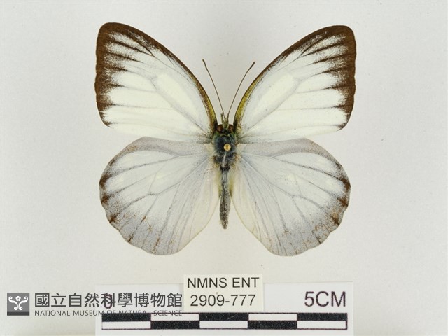 淡褐脈粉蝶藏品圖，第1張