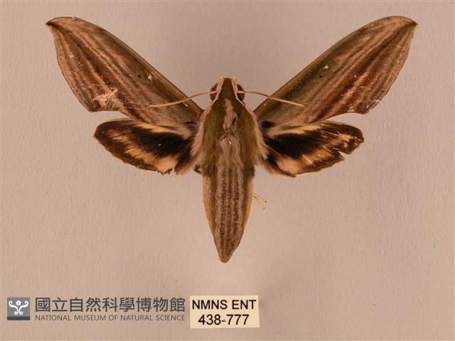 棕綠背線天蛾藏品圖，第1張