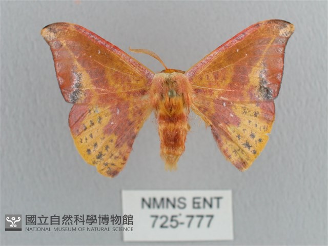 鉛斑帶鉤蛾藏品圖，第1張
