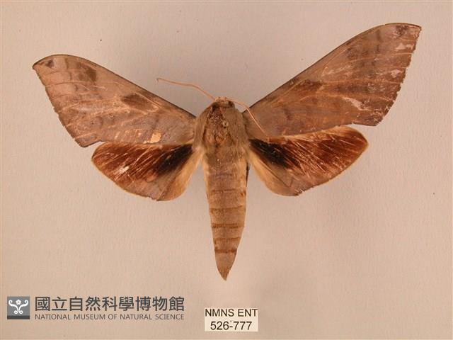 波紋豆天蛾藏品圖，第1張