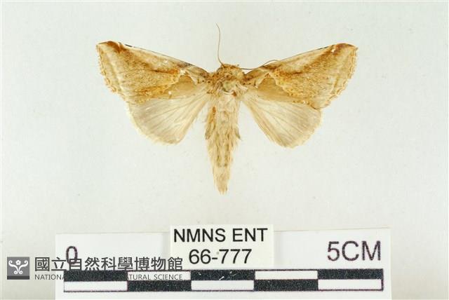 印華波紋蛾藏品圖，第1張