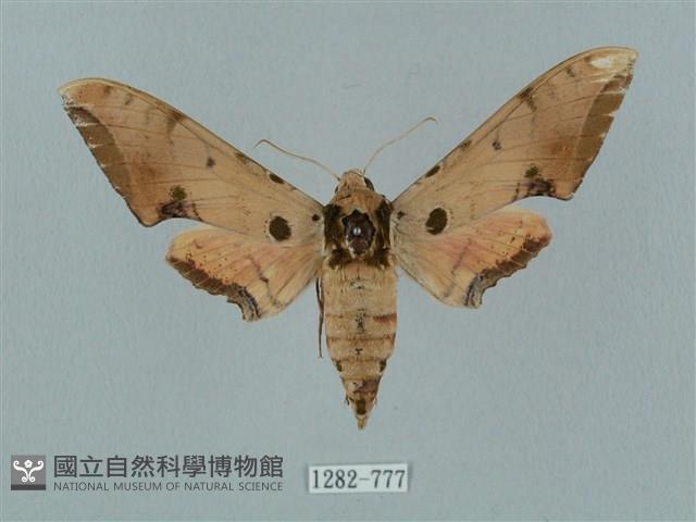 廣東鷹翅天蛾藏品圖，第1張