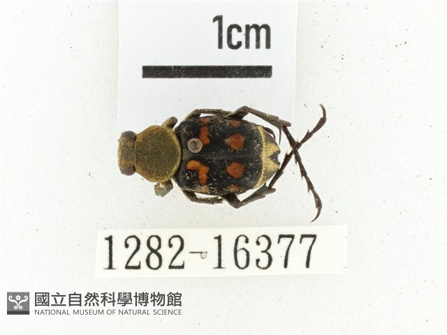 黃肩長腳花金龜藏品圖，第1張