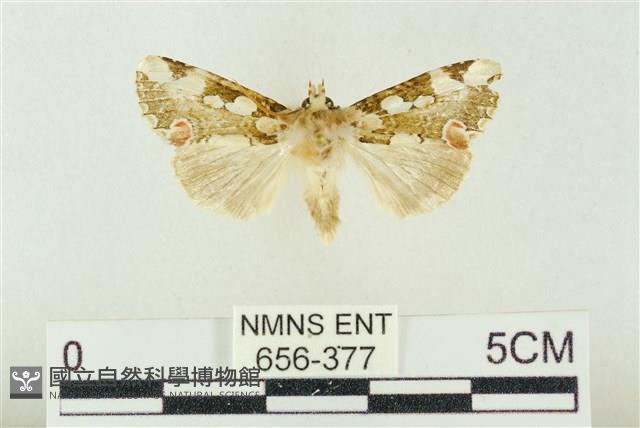 連珠波紋蛾藏品圖，第1張