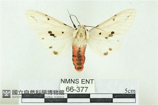 菊池污燈蛾藏品圖，第1張