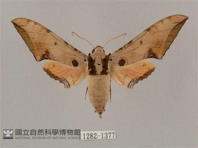 廣東鷹翅天蛾藏品圖，第1張