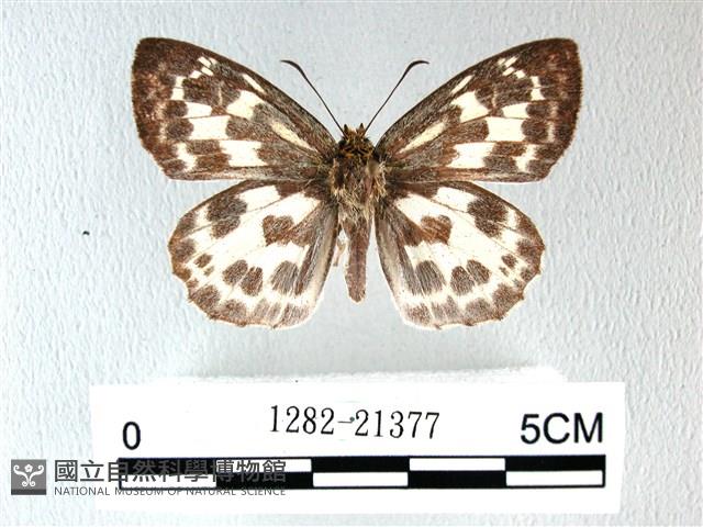 白弄蝶藏品圖，第1張