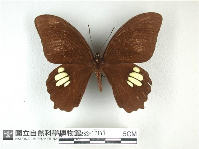 無尾白紋鳳蝶藏品圖，第1張