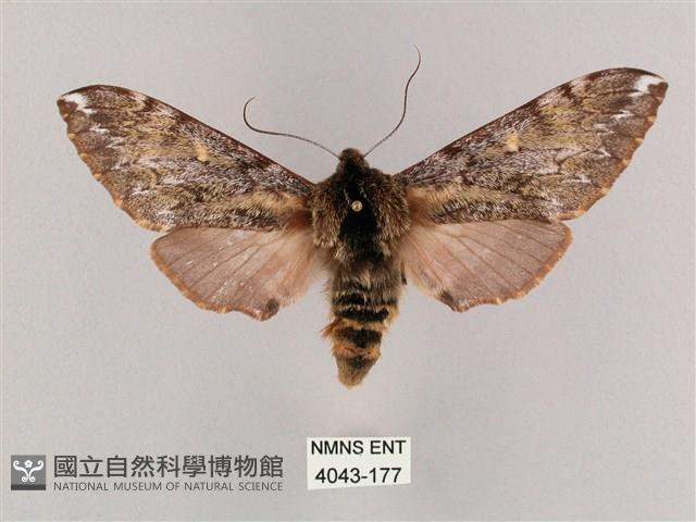 井上氏絨毛天蛾藏品圖，第1張