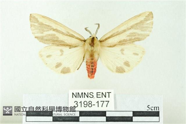 赭新污燈蛾藏品圖，第1張