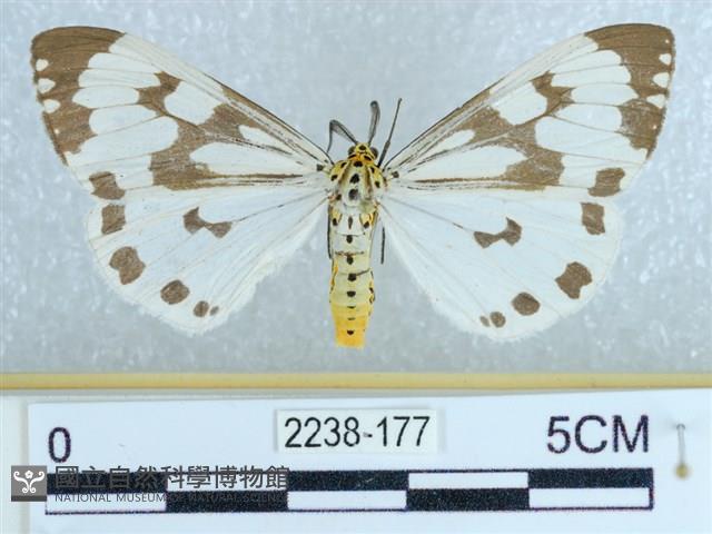 粉蝶燈蛾藏品圖，第1張