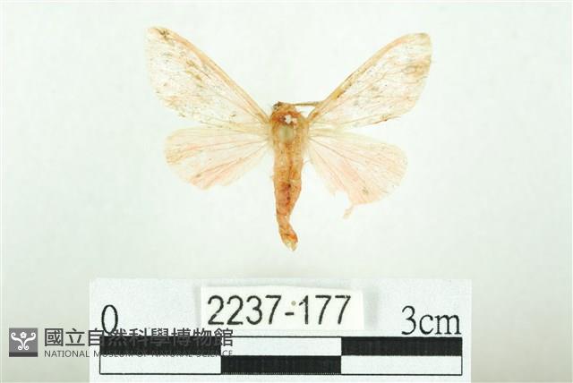 三條橙燈蛾藏品圖，第1張