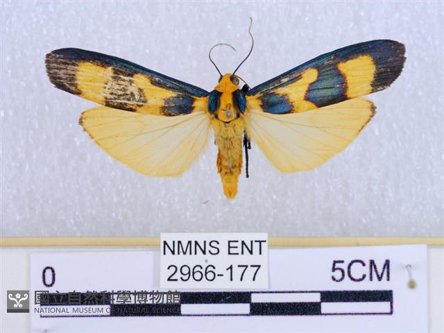 閃光苔蛾藏品圖，第1張