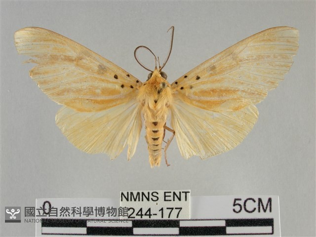 橙擬燈蛾藏品圖，第1張
