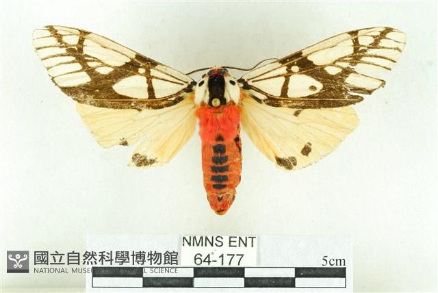 乳白斑燈蛾藏品圖，第1張