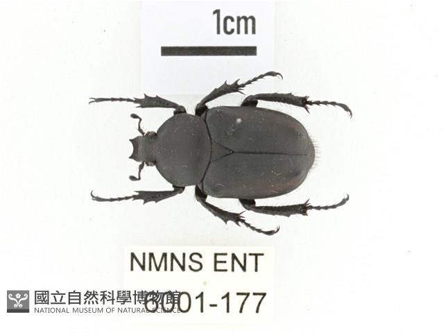 陳氏角金龜藏品圖，第1張