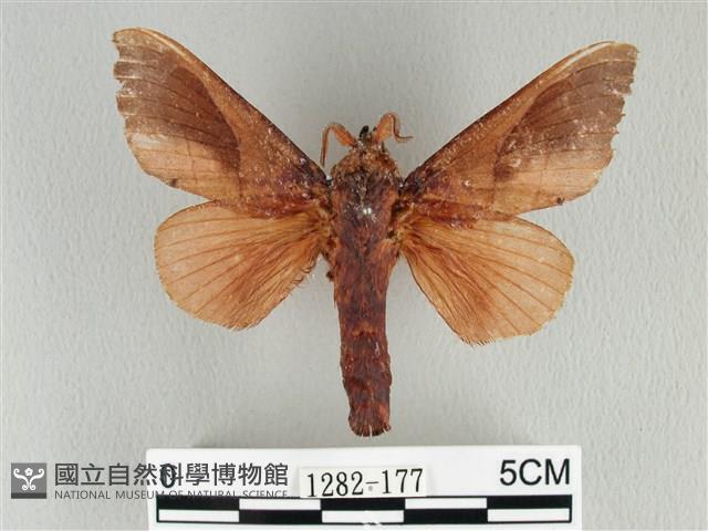 大褐斑枯葉蛾藏品圖，第1張