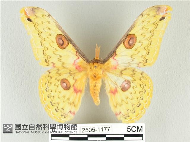 黃豹天蠶蛾藏品圖，第1張