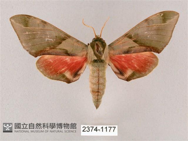 榆綠天蛾藏品圖，第1張